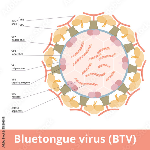 Bluetongue virus (BTV). The virus particle consists of 10 strands of double-stranded RNA surrounded by protein shells and no lipid envelope. Cause of bluetongue disease.