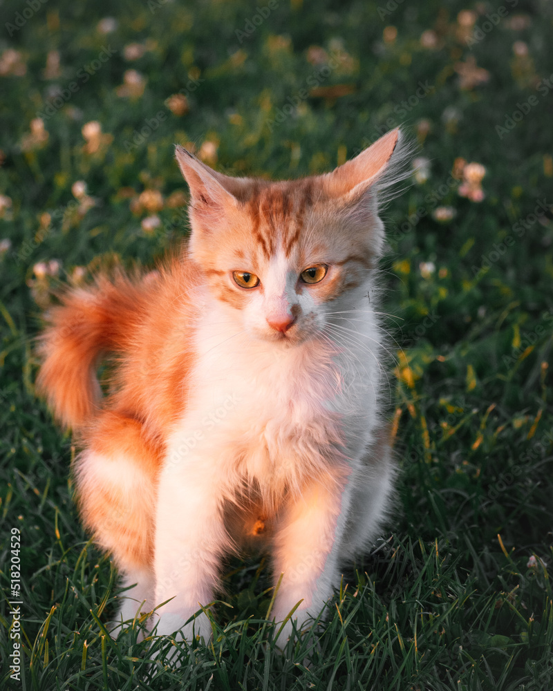 A cute brown and white kitten sitting on grass at the sunset.