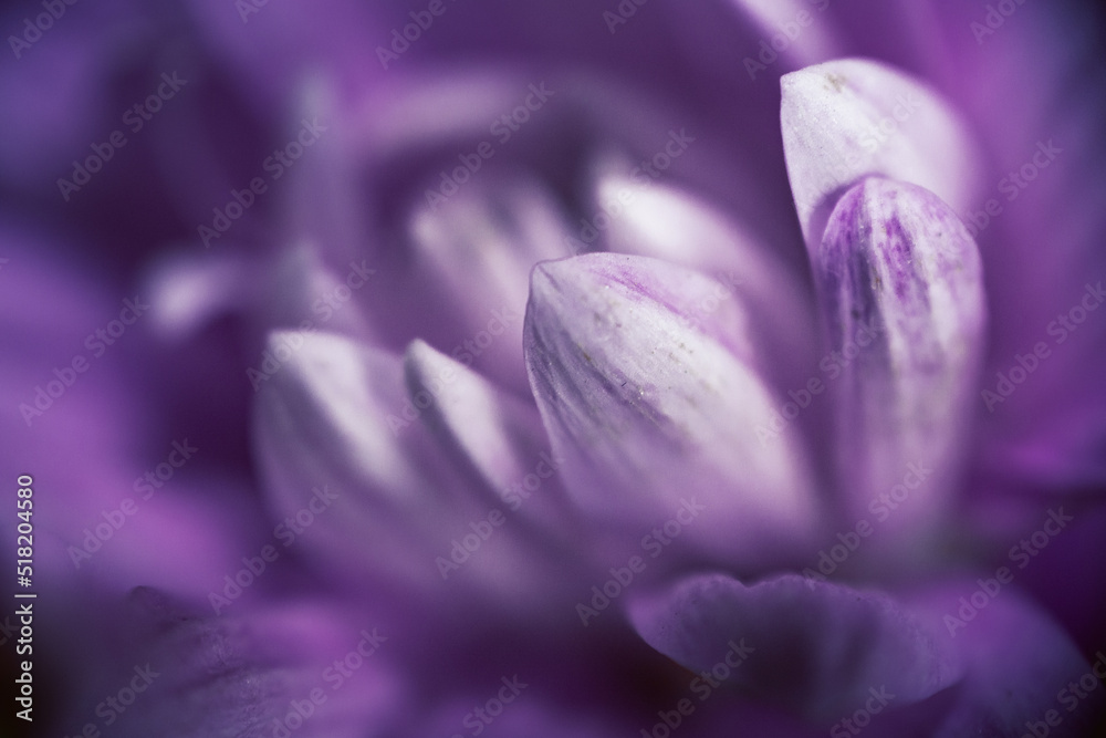 A macro shot of a pink flower with a very shallow depth of field. A macro shot of a pink flower with a very shallow depth of field.