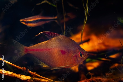 Rio Negro endemic bleeding heart tetra male fish in neon glow breeding colors, dwarf pencilfish, driftwood design biotope aquarium in LED low light with brown tannin stained acid water, shallow dof photo