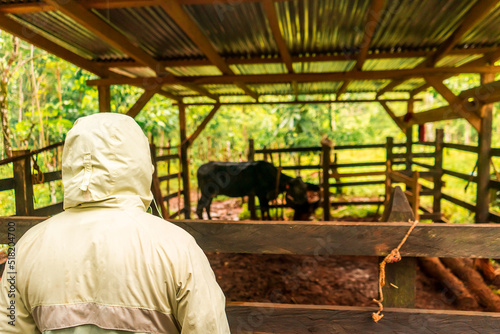 Unrecognizable Latin man in raincoat checking out a corral with a cow in Nueva Guinea, Nicaragua