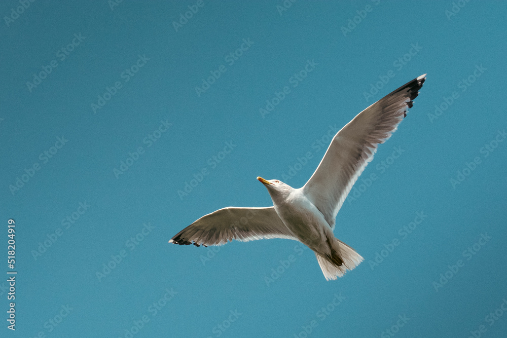 A flying seagull with its wings wide open against a blue sky. A flying seagull with its wings wide open against a blue sky.