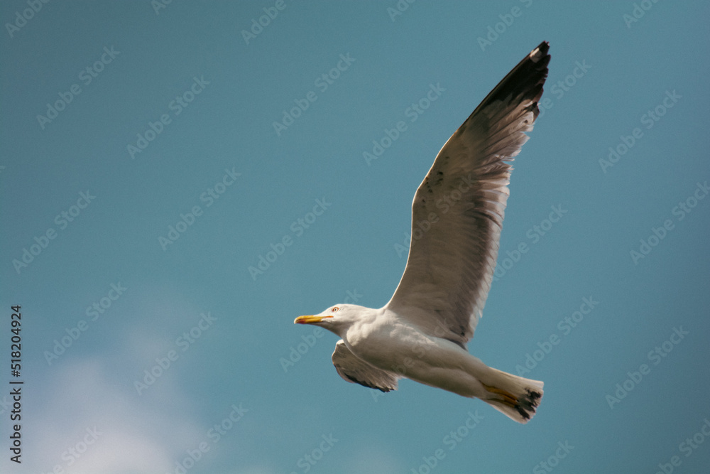 Obraz premium A flying seagull with its wings wide open against a blue sky.
