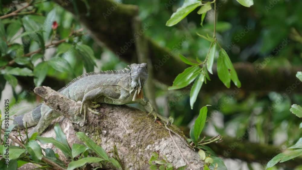 a front view of a black spiny-tailed iguana in a tree at boca tapada in costa rica