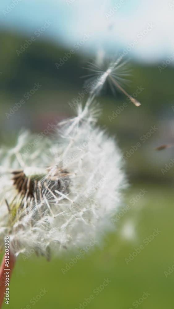 SLOW MOTION, CLOSE UP, COPY SPACE, DOF: Cinematic macro shot of a blossoming dandelion blown away by the warm summertime wind. Fluffy white seeds get swept away by wind blowing across countryside.