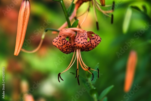 Tokyo,Japan - July 20, 2022: Tiger Lily or Lilium lancifolium Thunb or Oniyuri in the morning
 photo