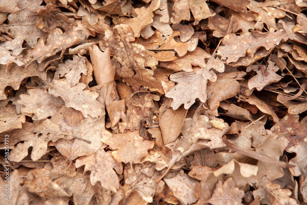 Background of autumn dry leaves, top view. Light brown fallen leaves oak tree for publication, screensaver, wallpaper, postcard, poster, banner, cover, website Background of autumn dry leaves, top view. Light brown fallen leaves oak tree for publication, screensaver, wallpaper, postcard, poster, banner, cover, website