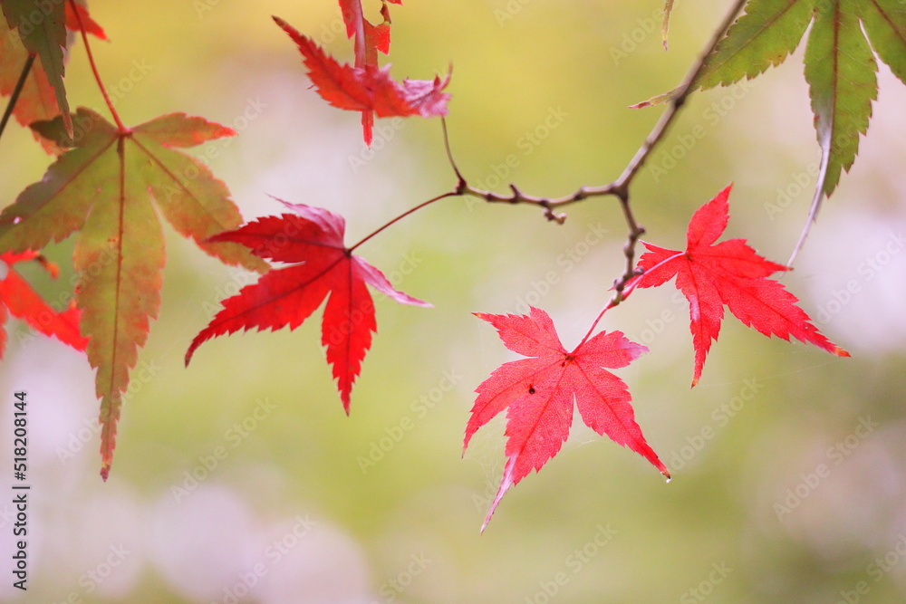 美しい秋の紅葉 美しい秋の紅葉