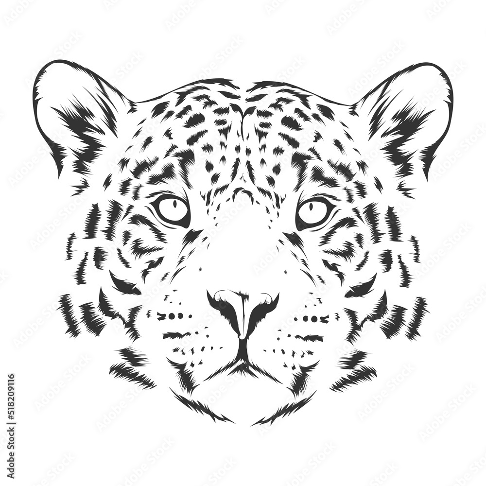 Animal illustration, leopard. black and white Animal illustration, leopard. black and white