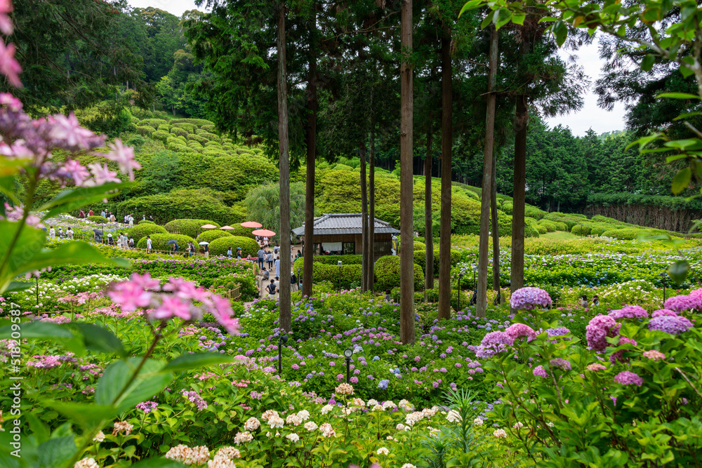 Full blooming of hydrangea at garden of Mimuroto temple in Uji, Kyoto, Japan