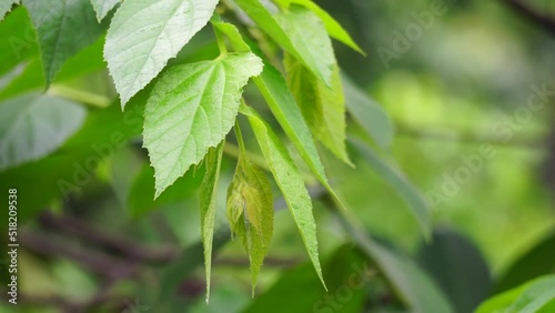 Muntingia calabura leaves (Kersen, , capulin blanco, cacaniqua, nigua, niguito, Jamaican cherry). This plant has red small fruit, juicy and sweet photo