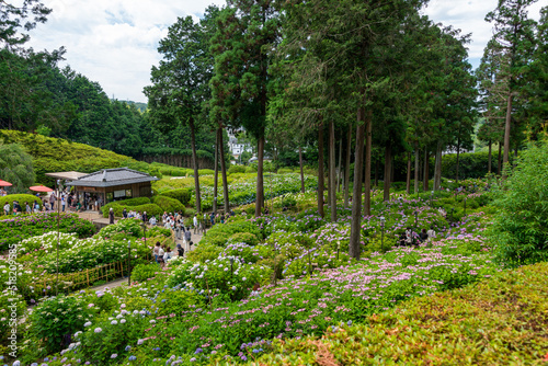 Full blooming of hydrangea at garden of Mimuroto temple in Uji, Kyoto, Japan