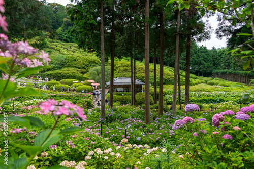 Obraz na płótnie Full blooming of hydrangea at garden of Mimuroto temple in Uji, Kyoto, Japan w salonie