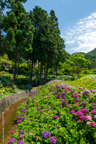Full blooming of hydrangea at garden of Mimuroto temple in Uji, Kyoto, Japan