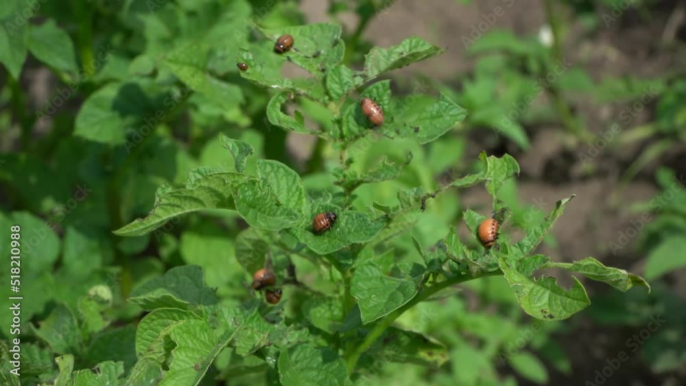 Colorado potato beetle females are very prolific and are capable of laying over 500 eggs in a 4- to 5-week period Colorado potato beetle females are very prolific and are capable of laying over 500 eggs in a 4- to 5-week period
