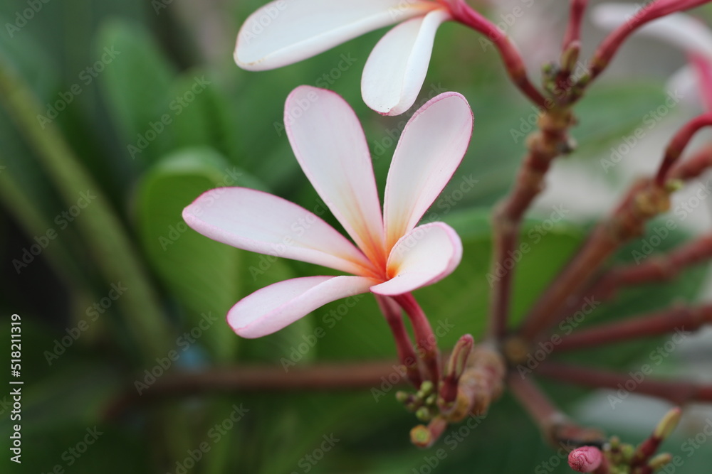 Plumeria, known as frangipani, is a genus of flowering plants in the subfamily Rauvolfioideae, of the family Apocynaceae.
