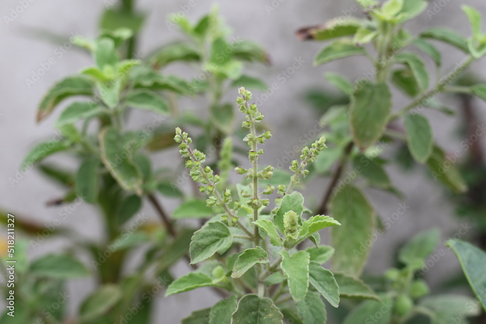 Ocimum tenuiflorum, commonly known as holy basil, tulsi or tulasi, is