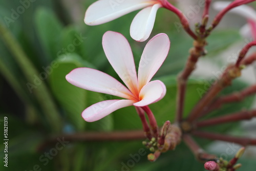 Plumeria, known as frangipani, is a genus of flowering plants in the subfamily Rauvolfioideae, of the family Apocynaceae.