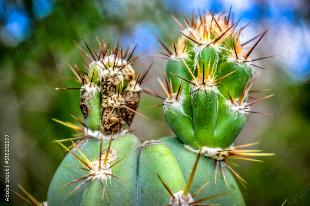 Wild cactus, a beauty of colors and charms Wild cactus, a beauty of colors and charms