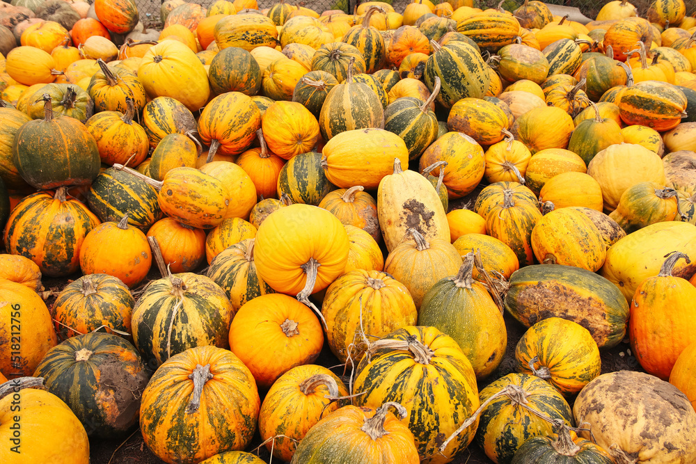 Defocus a lot of yellow and green pumpkin at outdoor farmers market. Colorful stripe and spot varieties of pumpkins and squashes. October. Halloween and Thanksgiving holiday. Out of focus