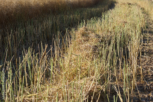 Rapsfeld. Rechts: Abgeerntet. Die Pflanzen wurden in Kniehöhe abgeschnitten und gedroschen. Die unbrauchbaren Reste wurden als Dünger zurückgelassen. 
 photo