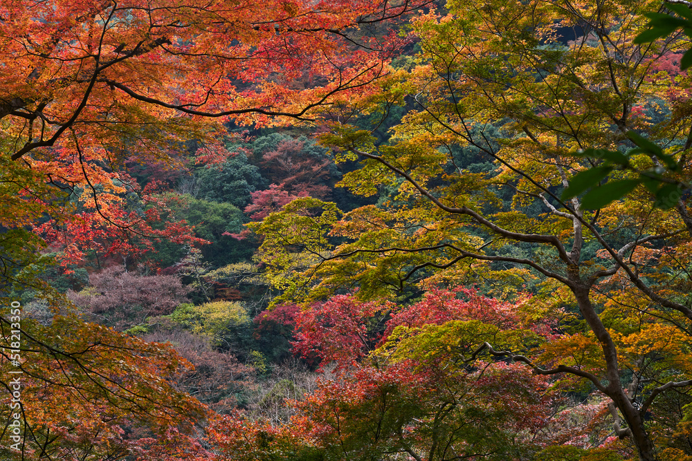 Mino Park in Autumn