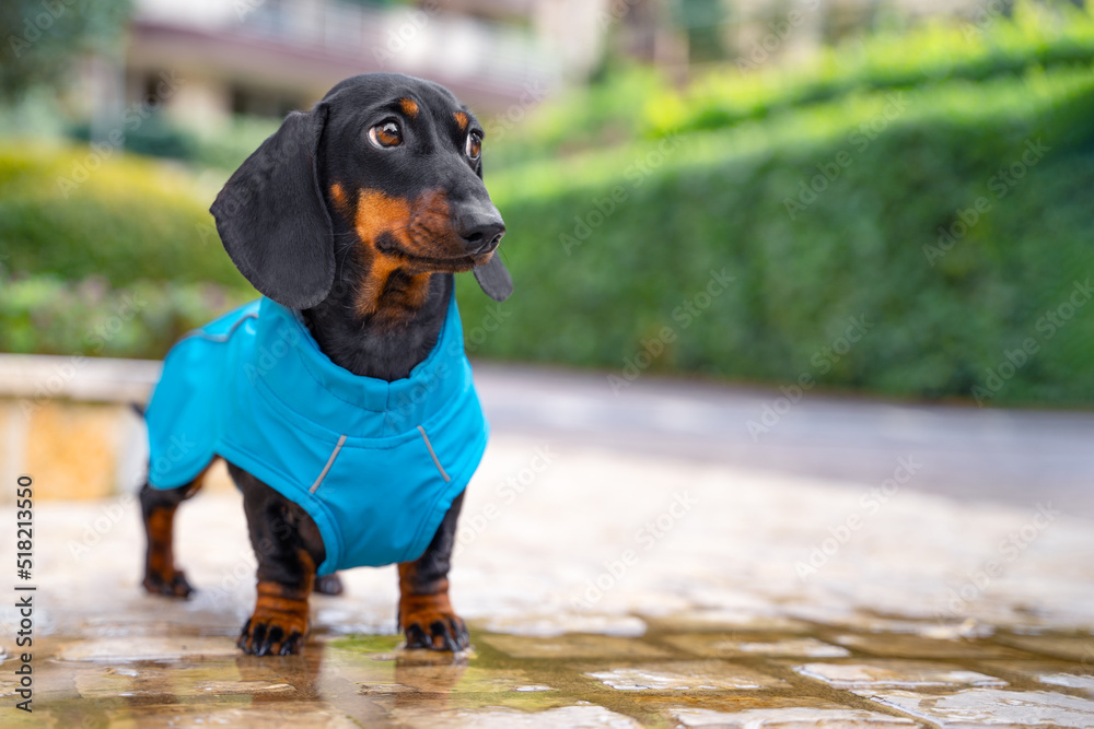Wet dachshund hot sale