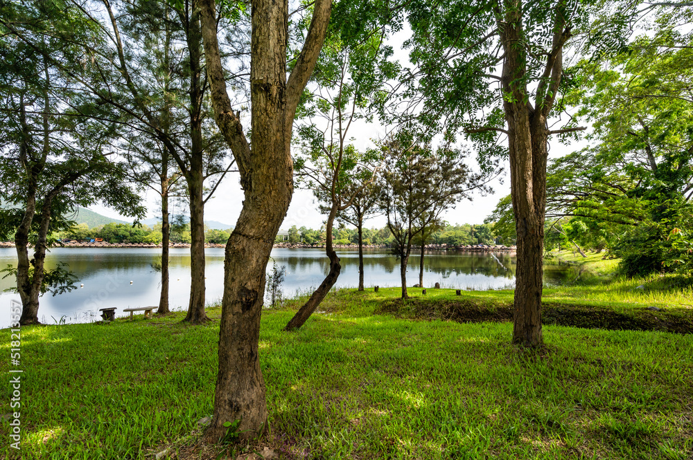 Green grass and trees beside Huay Tueng Thao Lake in the morning Green grass and trees beside Huay Tueng Thao Lake in the morning