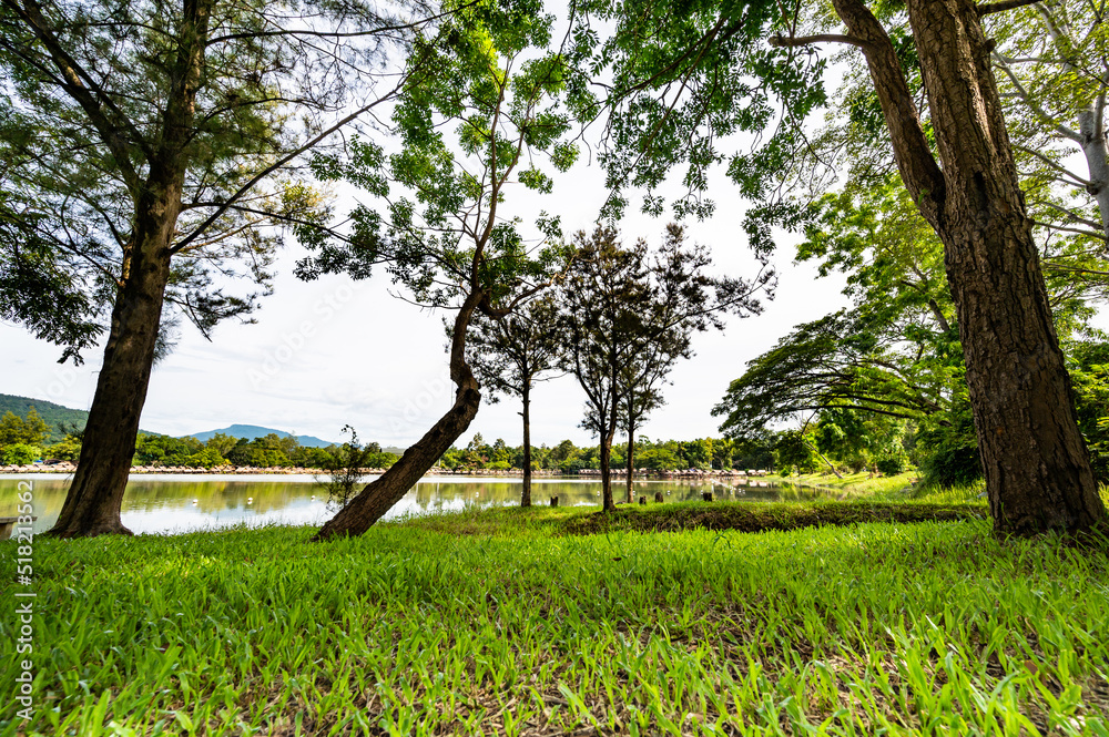 Obraz premium Green grass and trees beside Huay Tueng Thao Lake in the morning