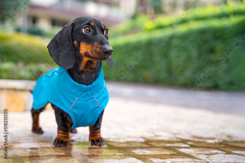 Fotobehang A charming dachshund puppy stands in a puddle on the sidewalk in a blue raincoat against the background of a green hedge of the park
