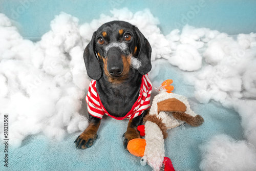 Photos Dachshund puppy has torn up a soft toy and is sitting in a pile of sintepon, filler and looks at the camera with an innocent look