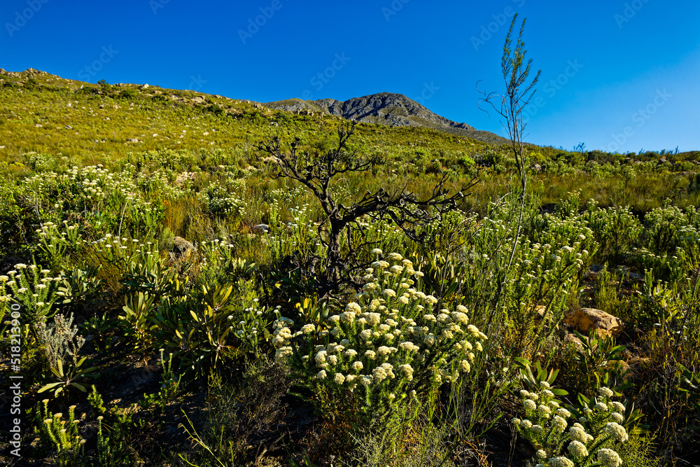 Fynbos flowering plants and burnt protea bush