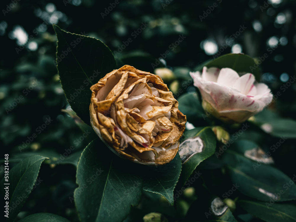 Camellia flower StockFoto Adobe Stock