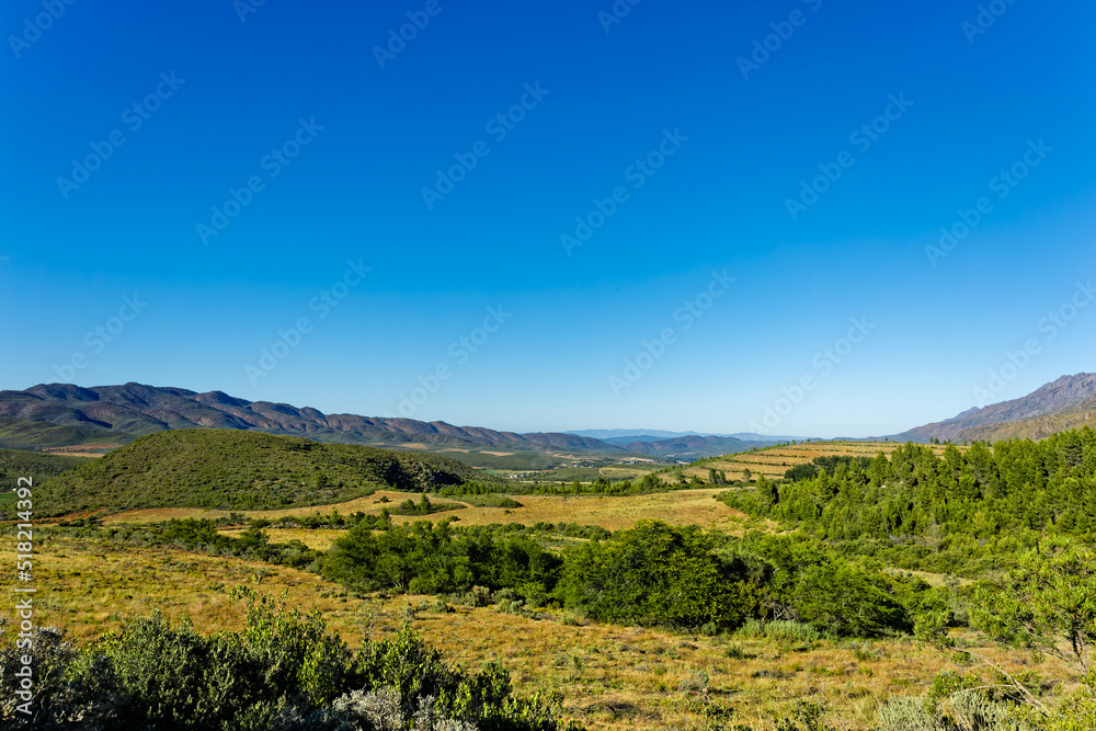 Conifer plantations in Matjies River Valley, Karoo Conifer plantations in Matjies River Valley, Karoo