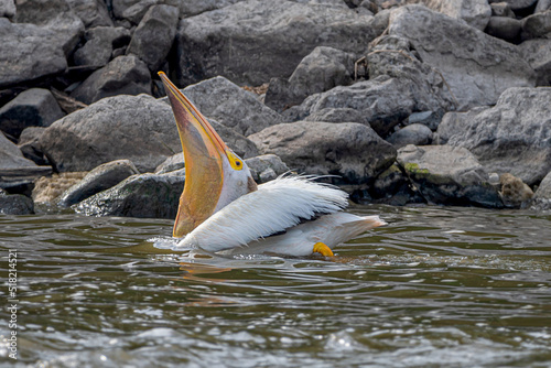 Close-up of an American white pelican swallowing fish

