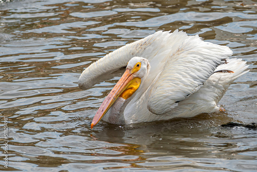 Close-up of an American white pelican