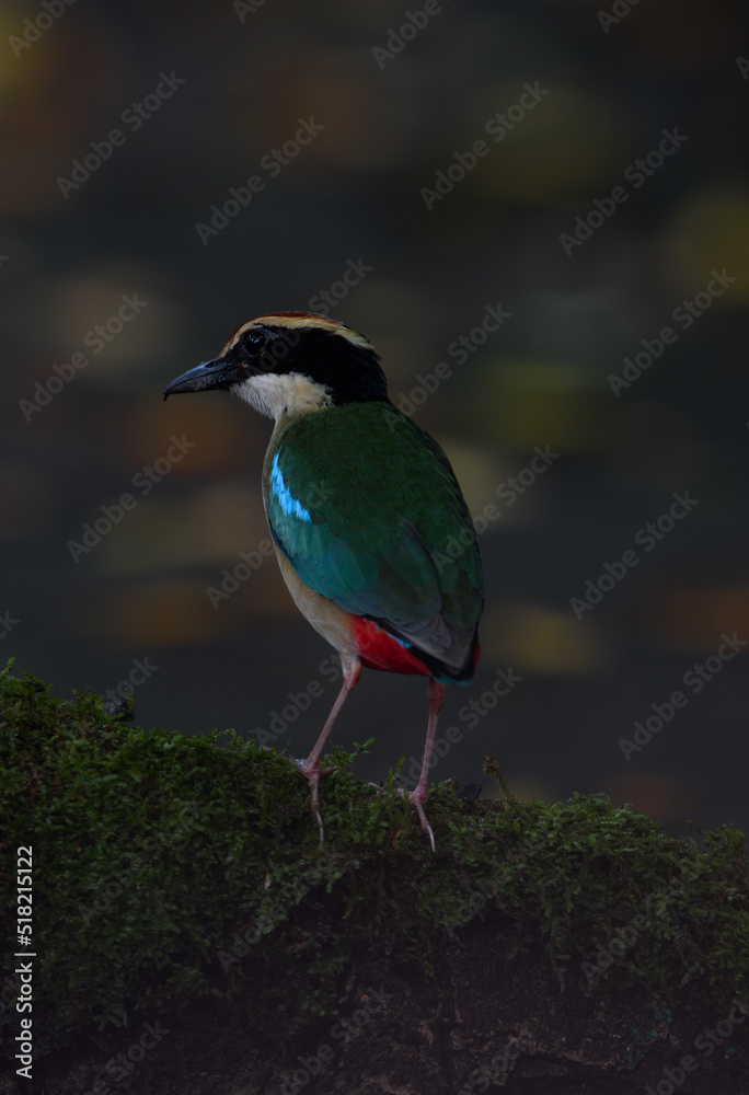 Obraz premium A beautiful colorful bird perched on a moss log in the morning sunlight. Fairy pitta.