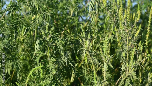 Ragweed growing on the meadow. Common Ragweed in the field. Ambrosia psilostachya. The pollen from ragweed causes allergy symptoms. photo