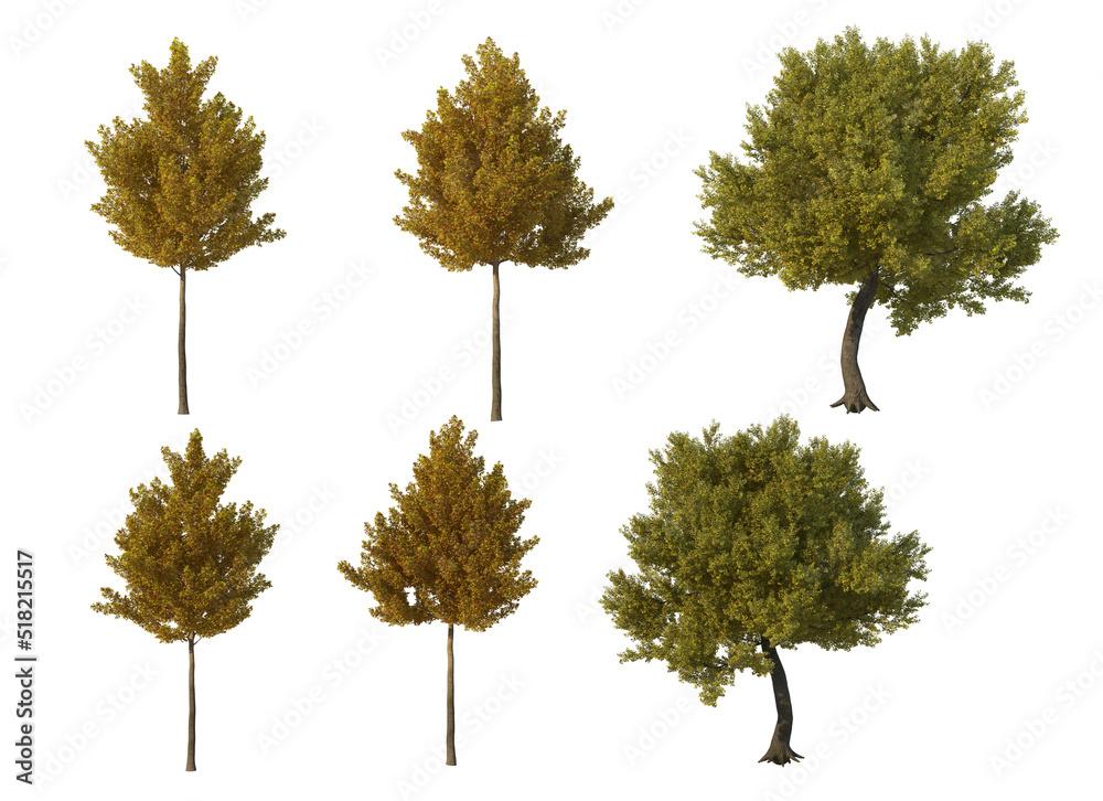 Fototapeta premium Autumn tree on a white background