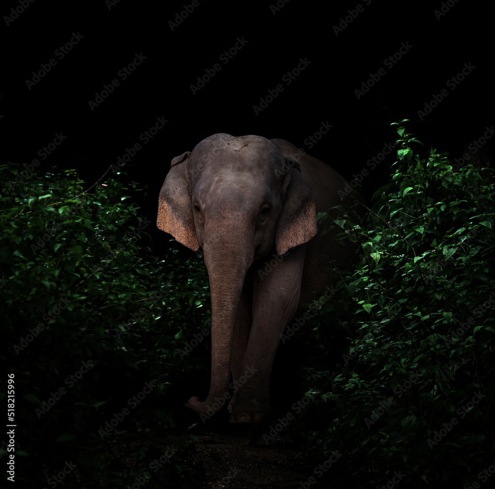 Obraz premium asia elephant in the dark forest