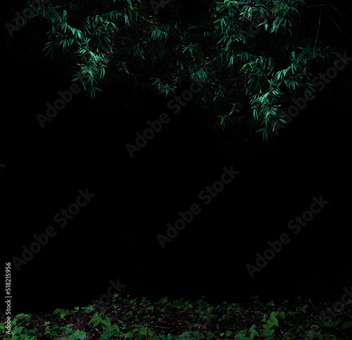 Fototapeta Naklejka Na Ścianę i Meble -  Tropical forest foliage plants bushes dark night