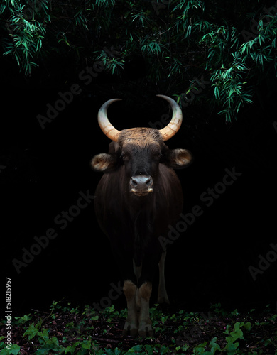 gaur standing in the dark forest photo