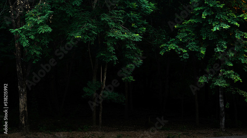 Fototapeta Naklejka Na Ścianę i Meble -  Tropical forest foliage plants bushes dark night