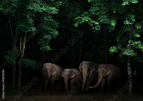 Photography group of asia elephant in the dark forest