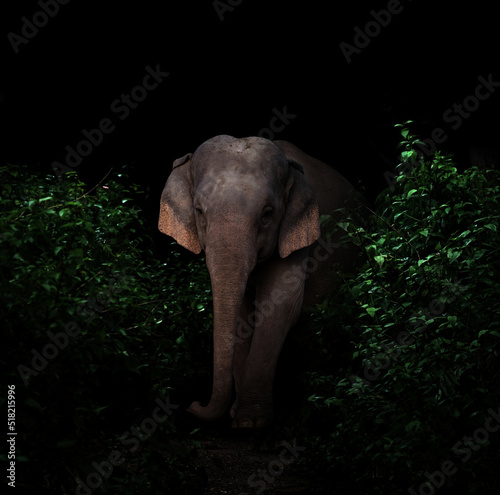 Photography asia elephant in the dark forest
