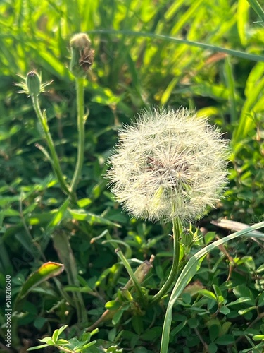 Close-up of white dandelion seed bud in a field of grass