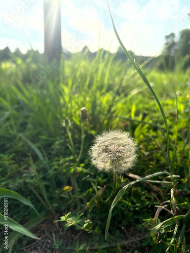 White dandelion blowball of seeds in a field of grass with blue sky and white clouds in the background