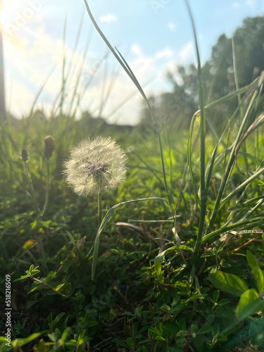 White dandelion seed head in a field of grass with blue sky and white clouds in the background