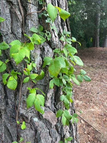 Poison ivy leaves growing on the side of a tree in the woods