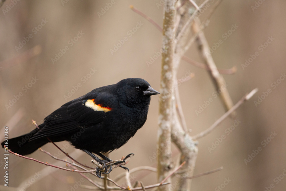 Red-winged blackbird on a branch Red-winged blackbird on a branch